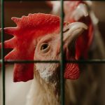 Skubarka bębnowa w małej i średniej ubojni – jak dobrać parametry do skali produkcji?